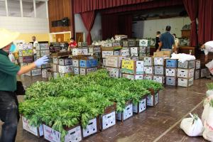Boxes overflow with Sour Leaf and Cassava Leaf during one of ABIRC’s buy-back events in Fresno.