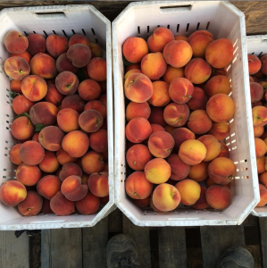 Crates full of Flavor Crest peaches from Masumoto Family Farm.